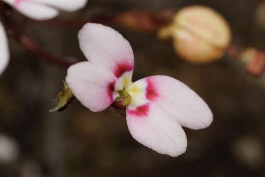 Stylidium caespitosum R. Br. resmi