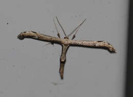 Image of Eupatorium Plume Moth