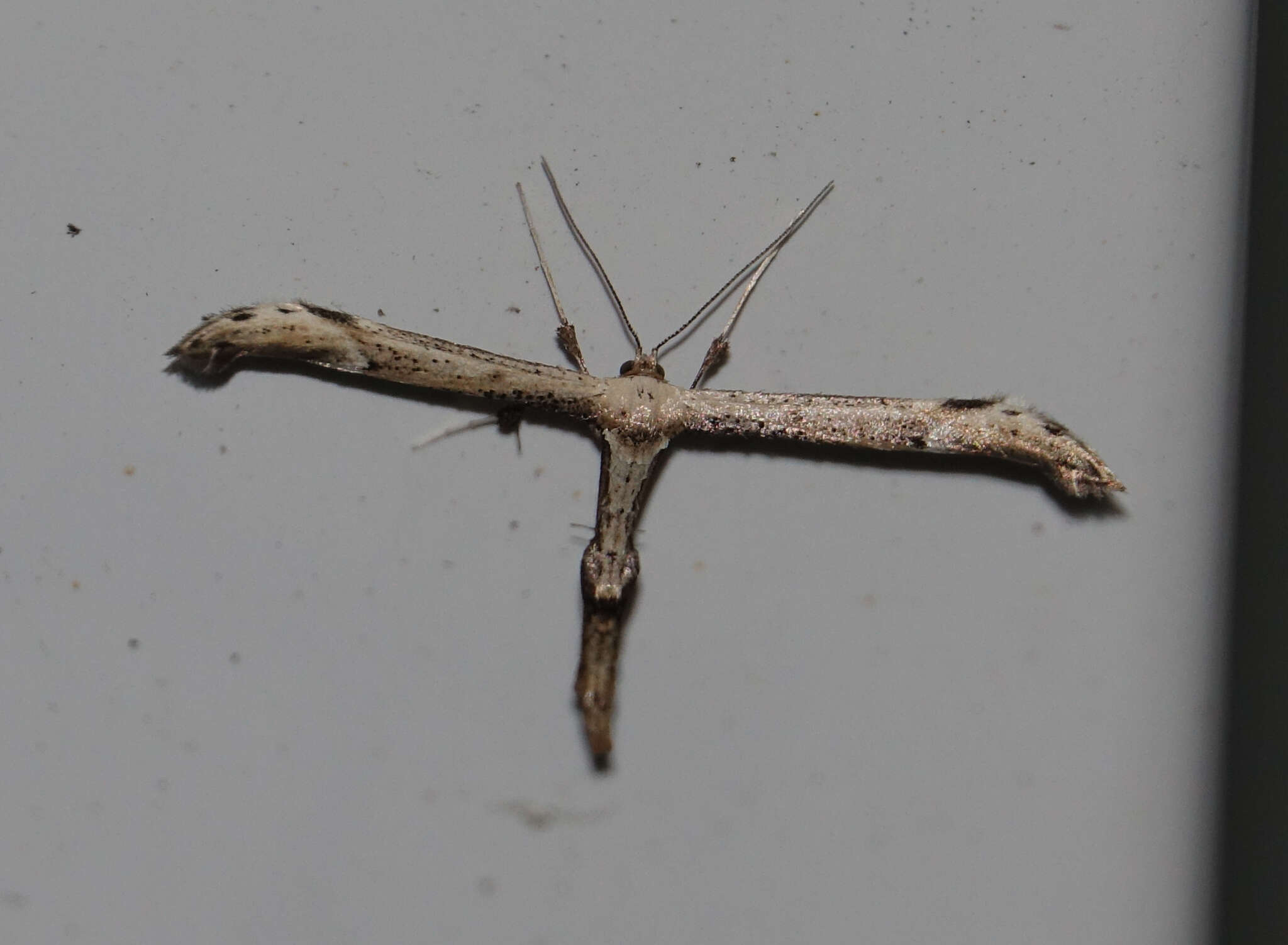 Image of Eupatorium Plume Moth