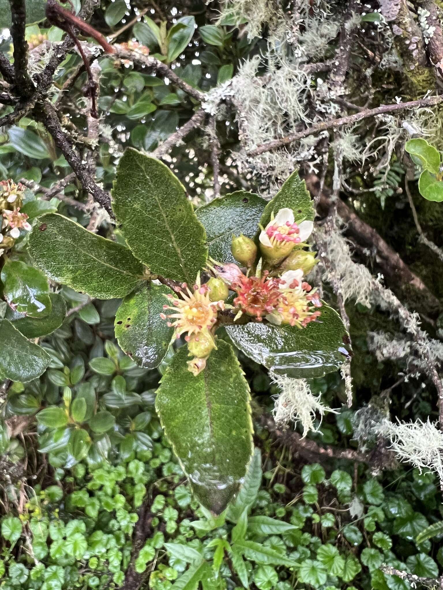 Image of Hesperomeles goudotiana (Decne.) Killip