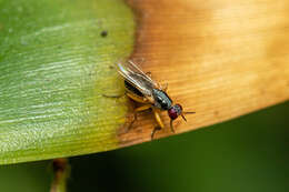 صورة Anaphalantus longicornis (Macquart 1843)