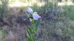 Justicia axillaris (Nees) Lindau resmi