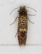 Image of birch leaf miner