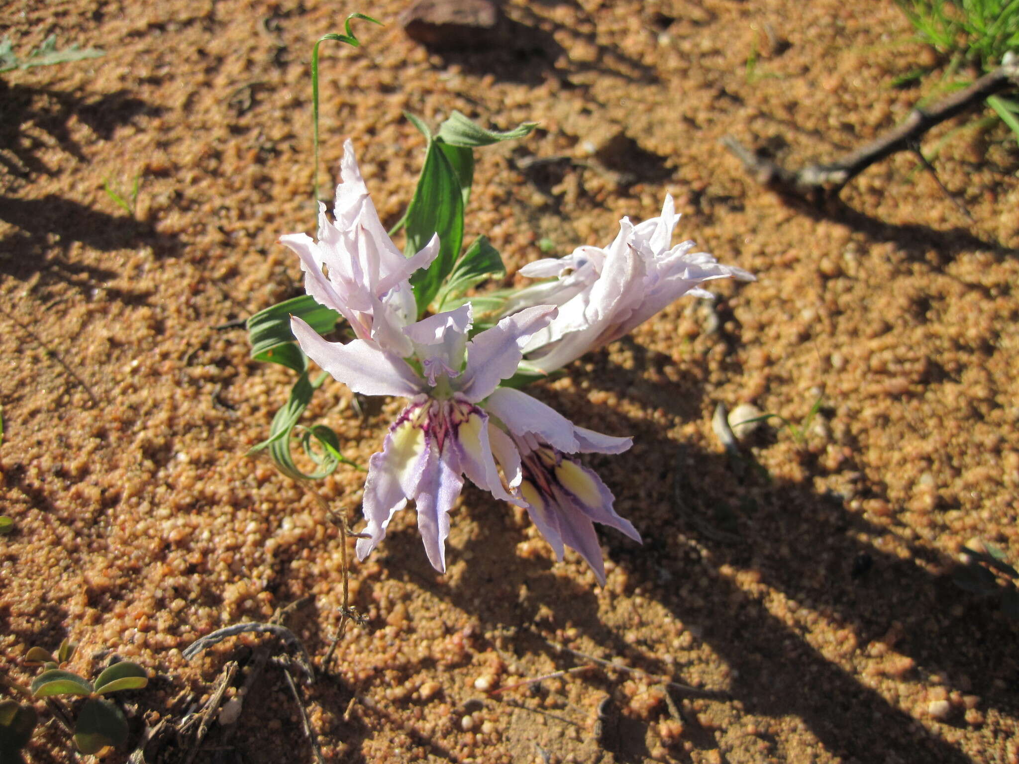 Babiana scabrifolia Brehmer ex Klatt resmi