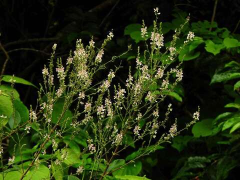 Image of Desmodium distortum (Aubl.) J. F. Macbr.