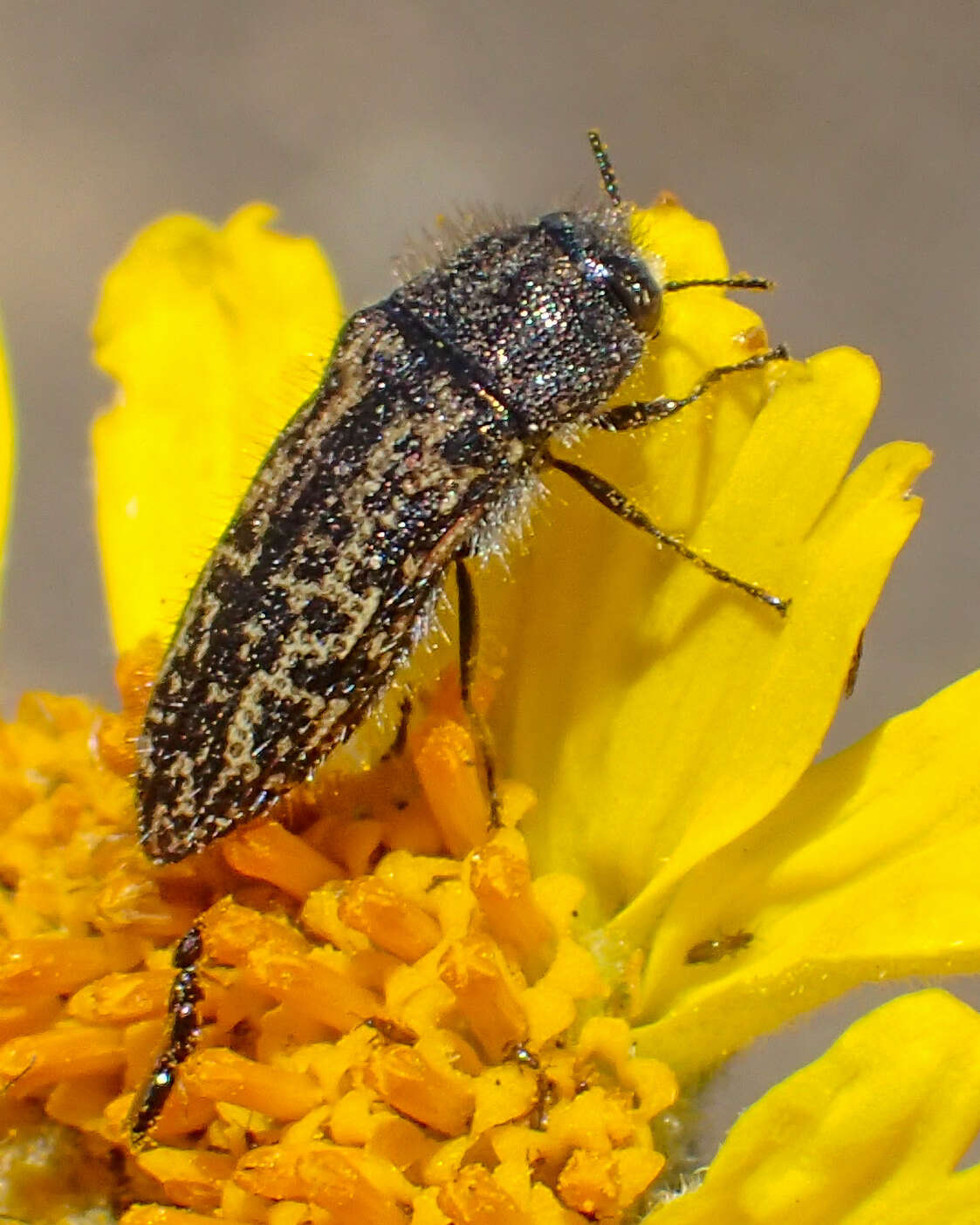 Слика од Acmaeodera labyrinthica Fall 1899