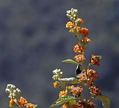 Sivun Buddleja tucumanensis Griseb. kuva