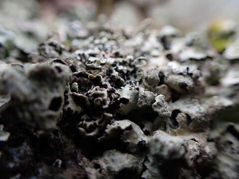 Image of parmelia abrothallus lichen