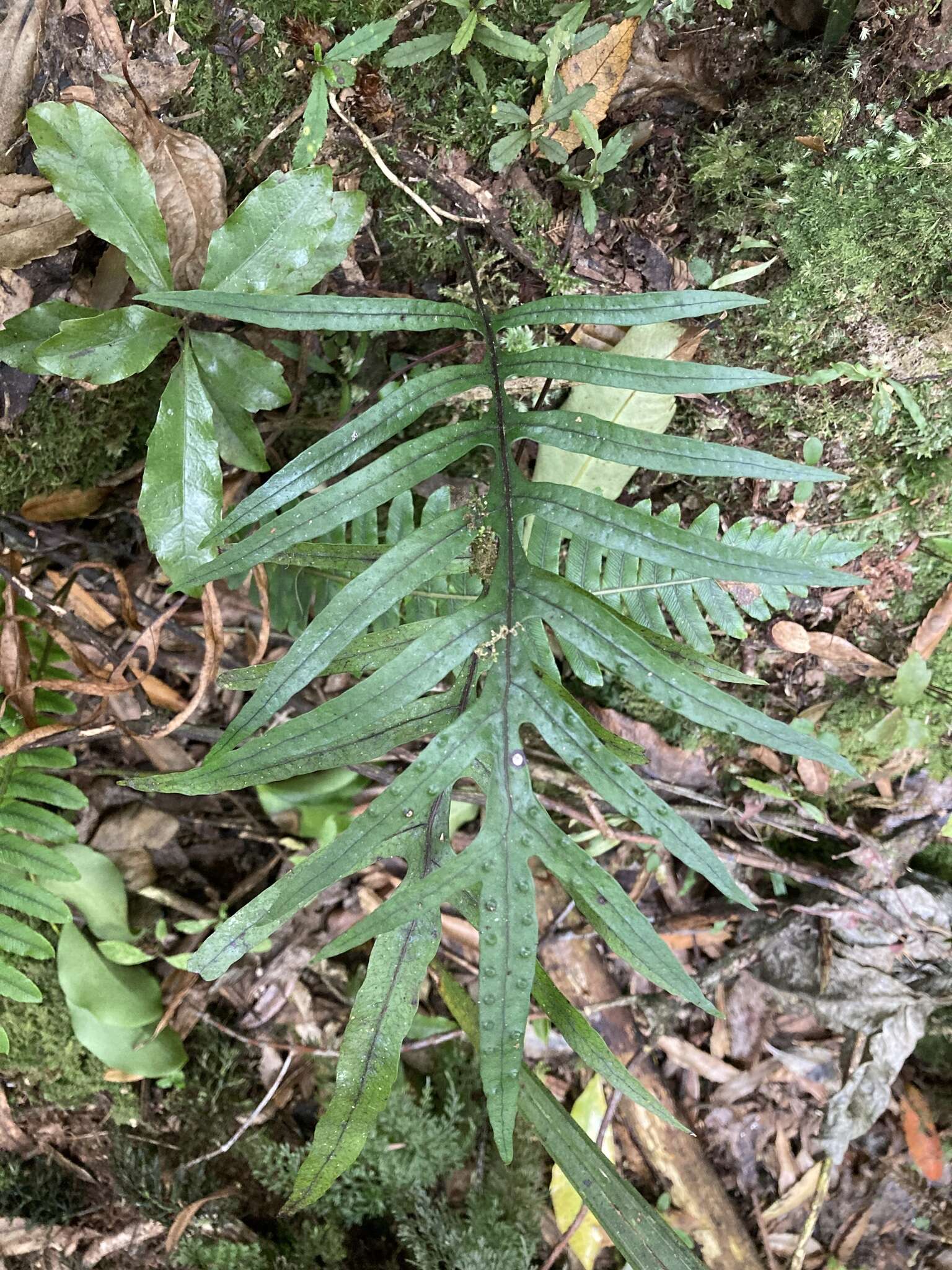 Phymatosorus novae-zealandiae (Bak.) Pic. Serm.的圖片