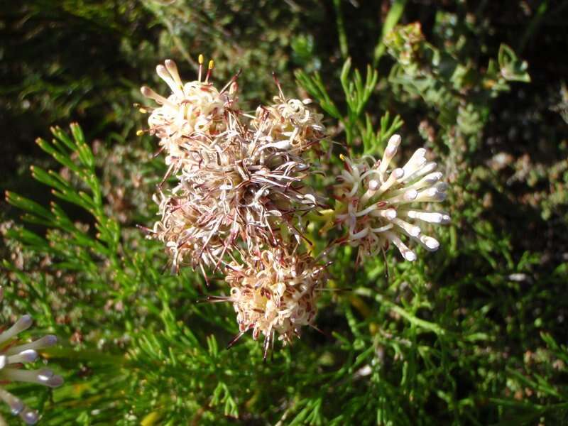 Sivun Serruria elongata (Berg.) R. Br. kuva