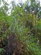 Imagem de Anaphalis longifolia (BI.) DC.