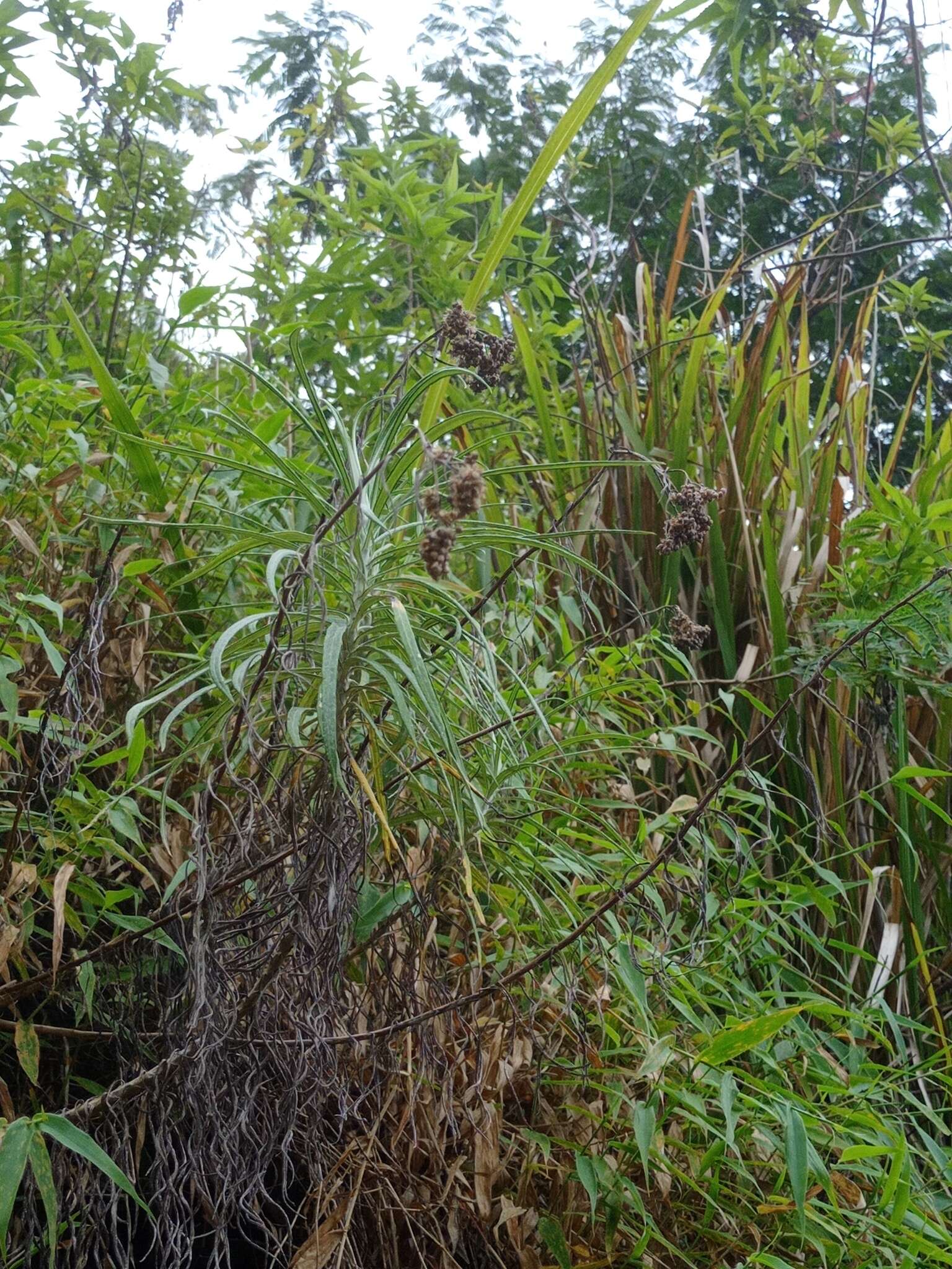 Imagem de Anaphalis longifolia (BI.) DC.