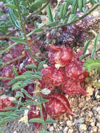 Image of freckled milkvetch