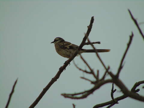 Image of Long-tailed Mockingbird