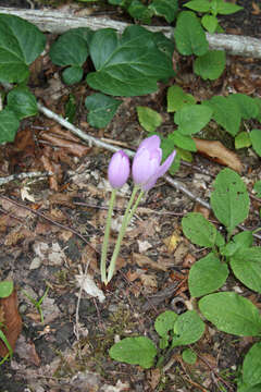 Image of showy colchicum