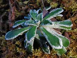 Image of Saxifraga cochlearis Rchb.