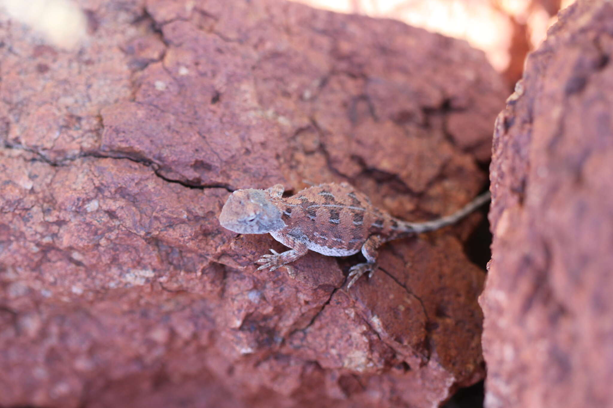 Plancia ëd Tympanocryptis centralis Sternfeld 1925