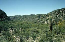 Image of Echinopsis terscheckii (J. Parm. ex Pfeiff.) H. Friedrich & G. D. Rowley