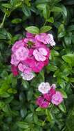 صورة Dianthus barbatus L.