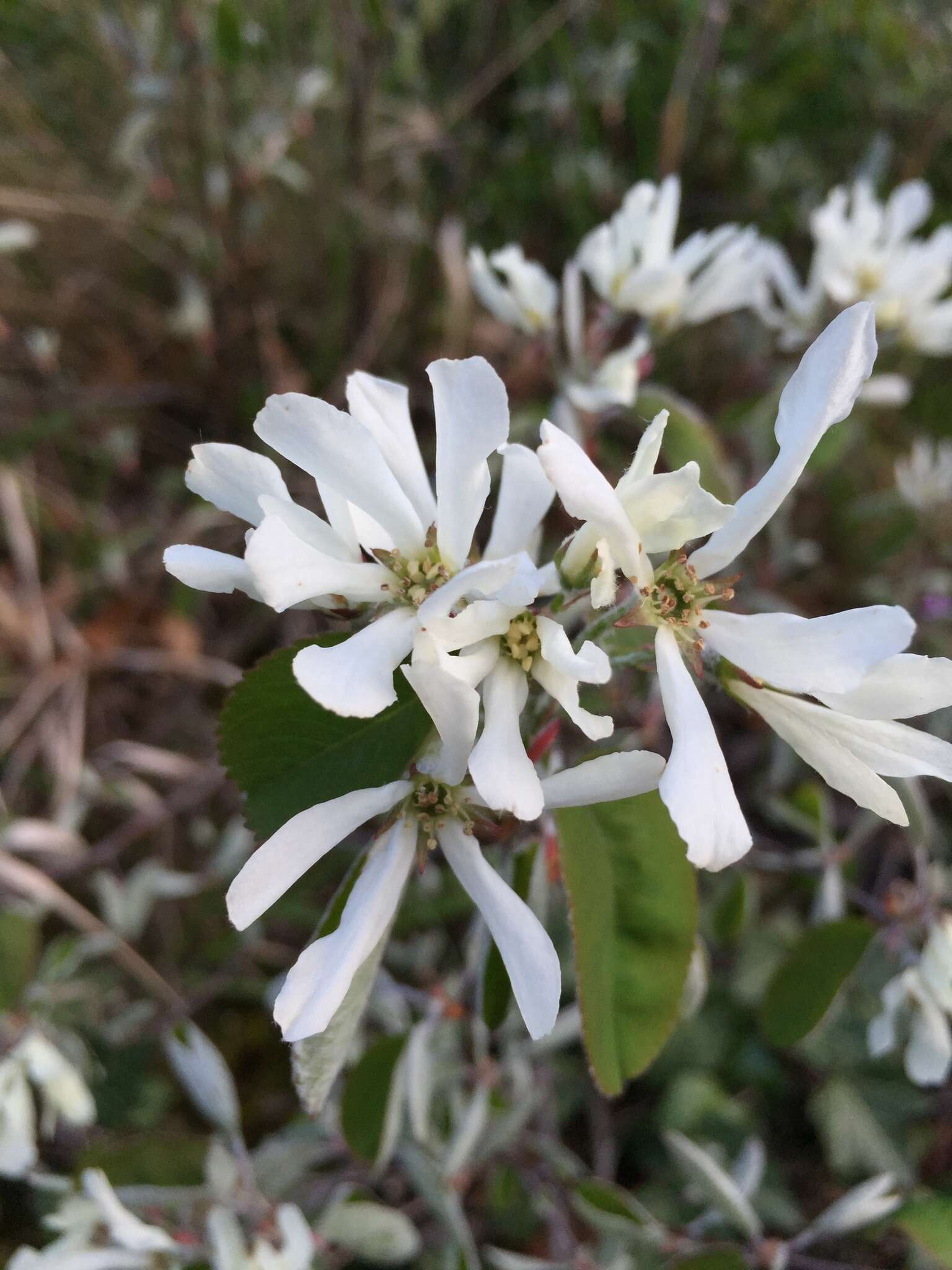 Image of Snowy Mespilus