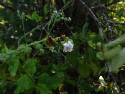 Image of Cynoglossum coelestinum Lindl.