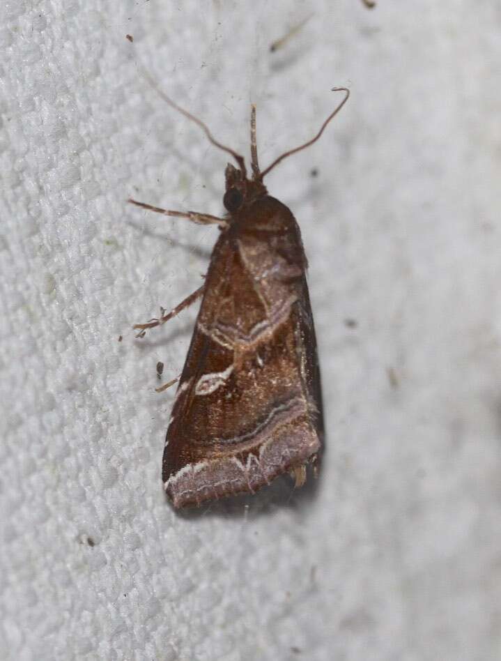 Image of Callopistria ferruginea Hampson 1908