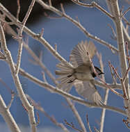 Image of Mountain Chickadee