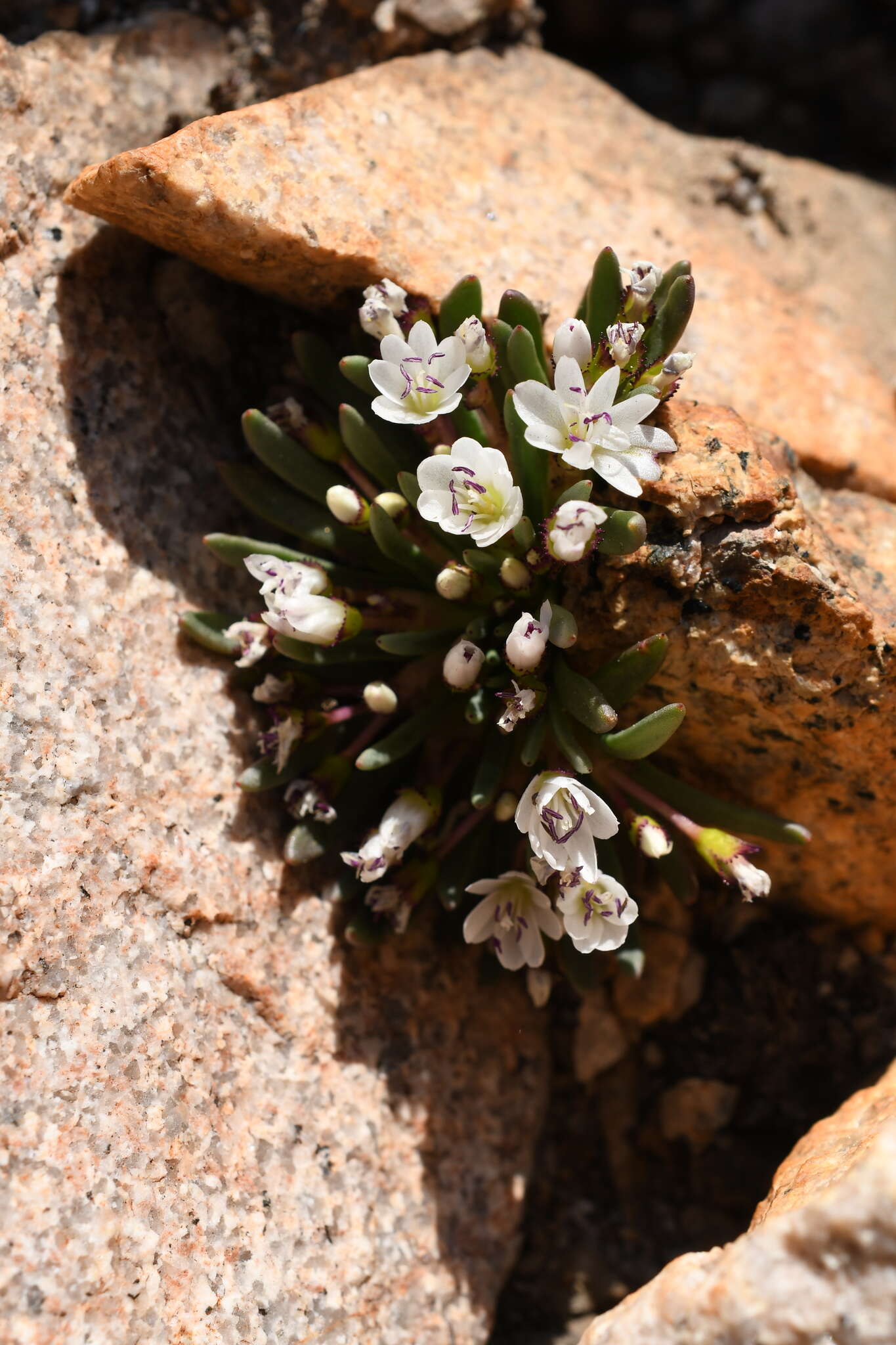 Lewisia glandulosa (Rydb.) Clay resmi