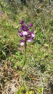 Image of Anacamptis boryi (Rchb. fil.) R. M. Bateman, Pridgeon & M. W. Chase