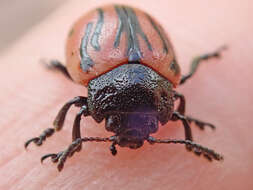 Image of Calligrapha (Calligrapha) sigmoidea (J. L. Le Conte 1859)