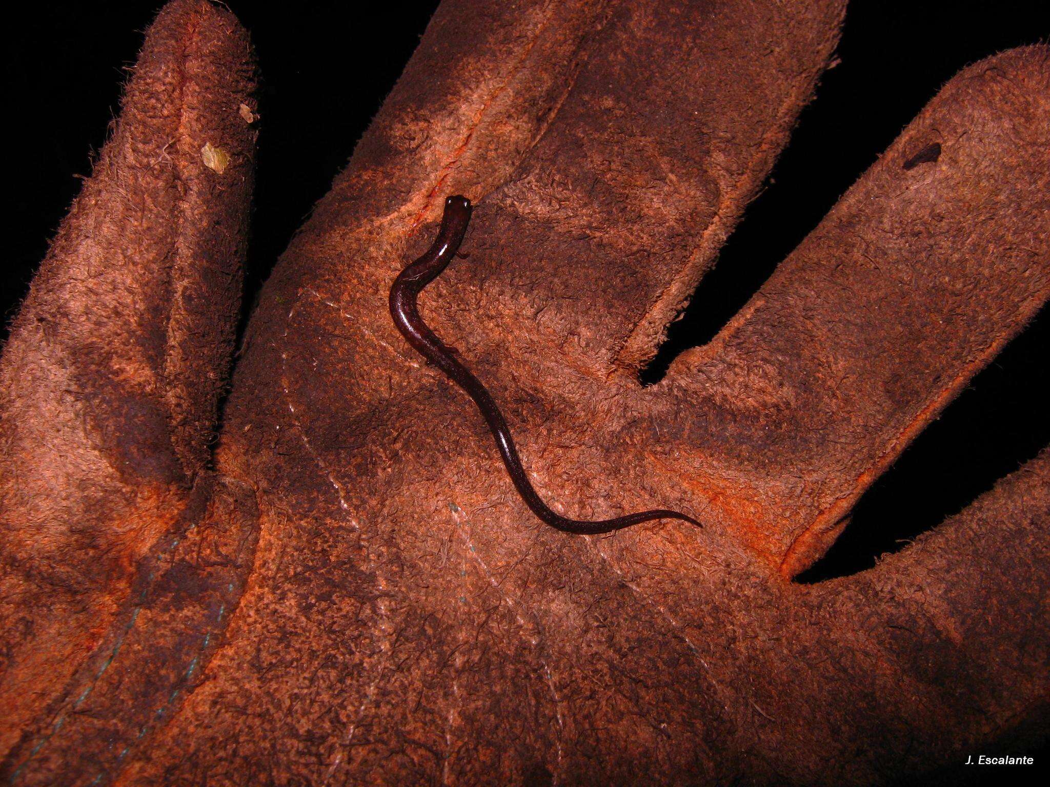 Image of Pseudoeurycea orchimelas (Brodie, Mendelson & Campbell 2002)