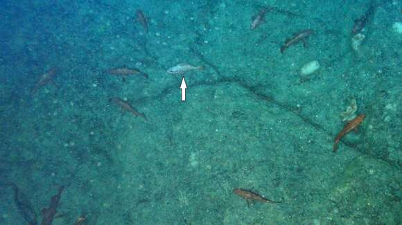 Image of Rougheye rockfish