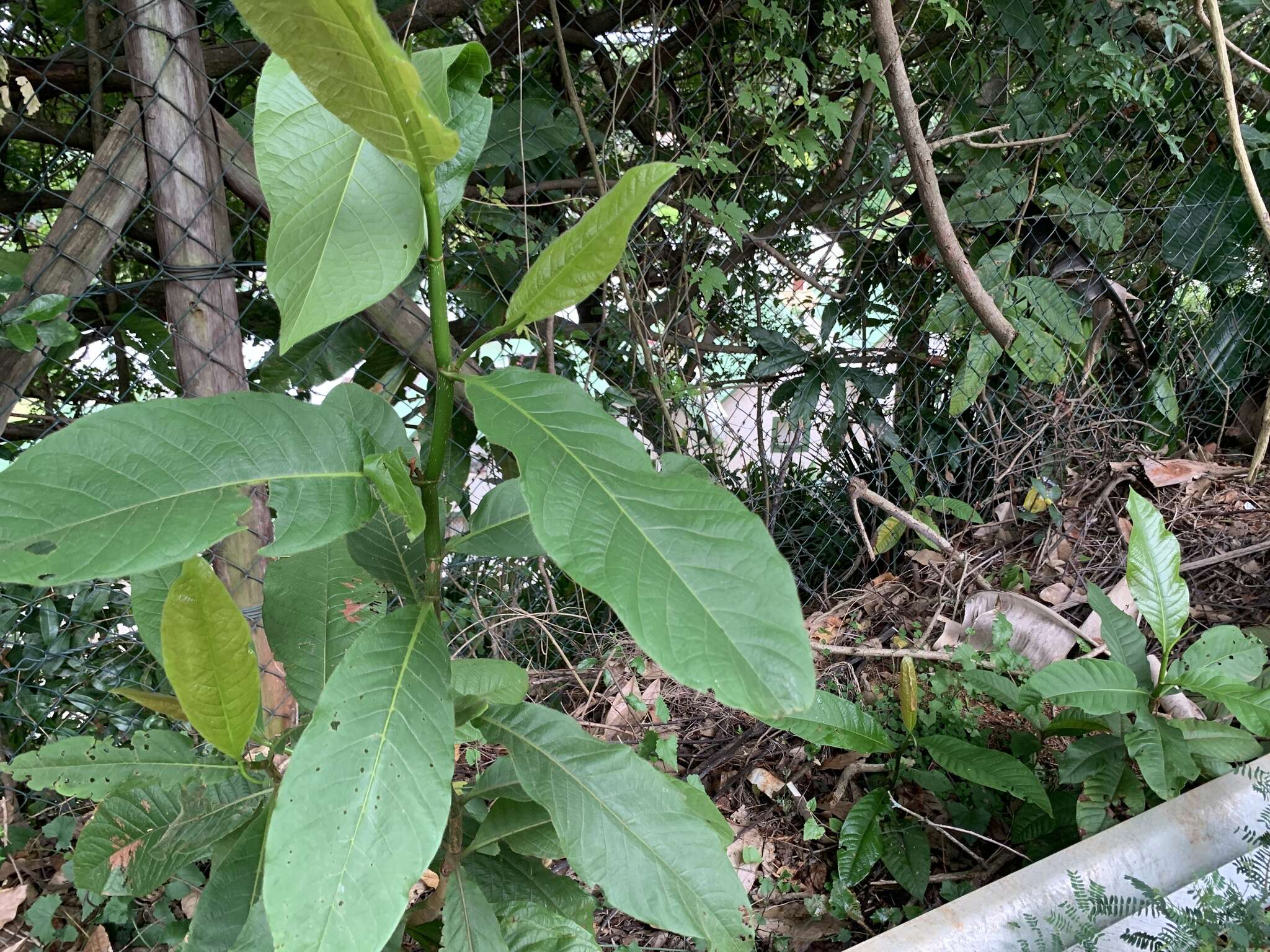 Image of ant tree