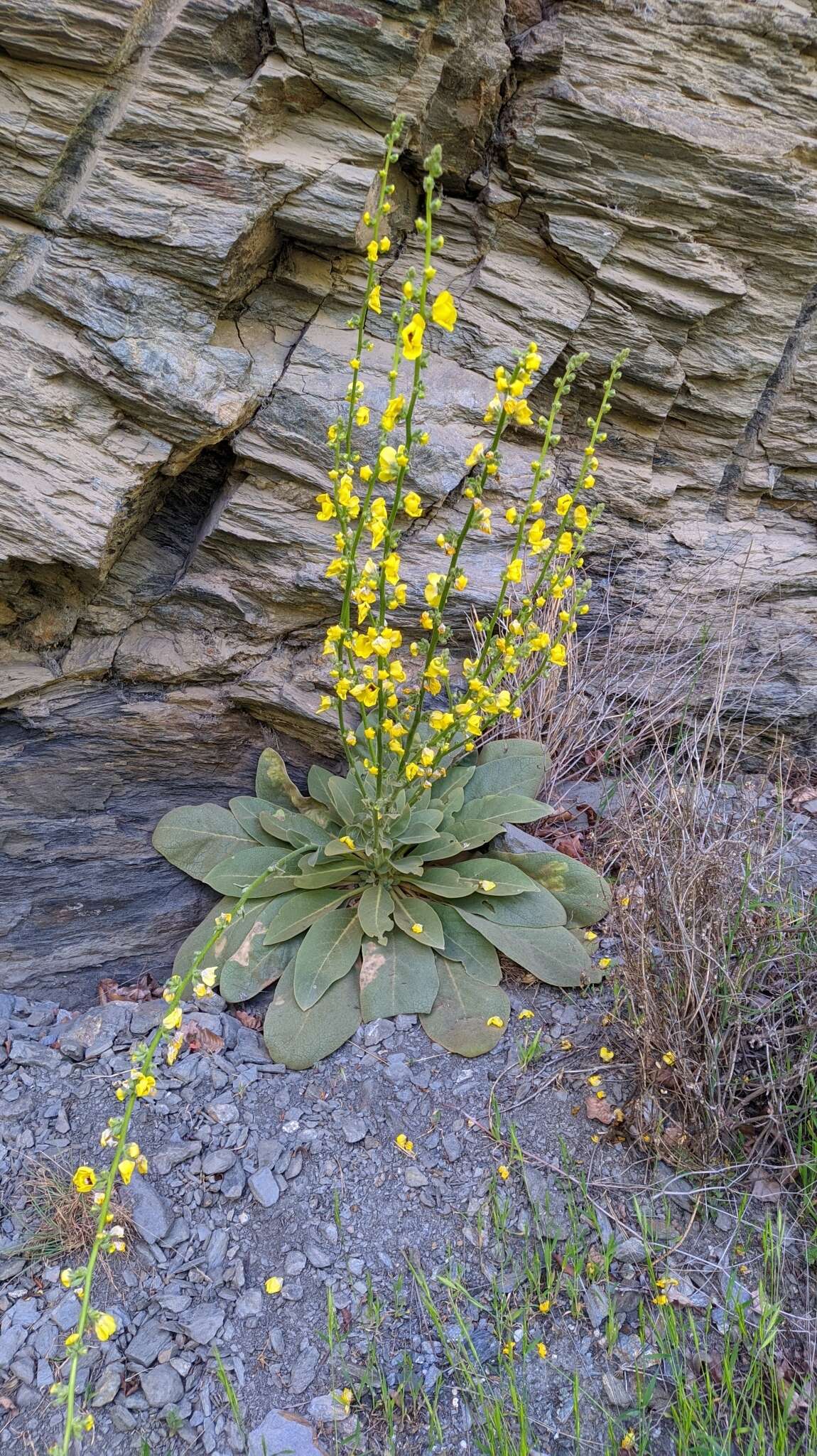 Image de Verbascum dentifolium Del.