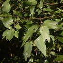 Image of Hopea canarensis Hole