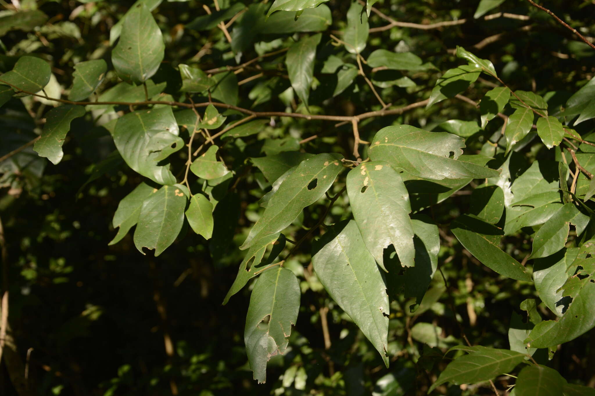 Imagem de Hopea canarensis Hole