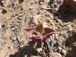 Image of common iceplant