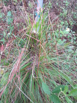 Image of Red-headed Pine Sawfly