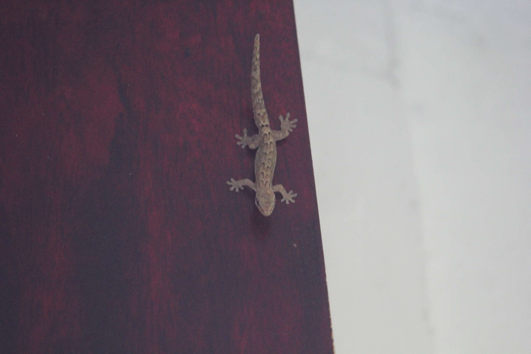 Image of Common Smooth-Scaled Gecko