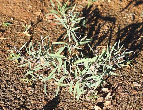 Image of Ptycholobium biflorum subsp. biflorum