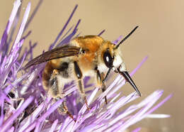 Image of Western Anthophora