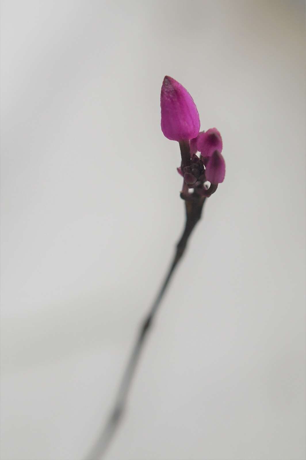 Image of Domingoa purpurea (Lindl.) Van den Berg & Soto Arenas