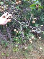 Plancia ëd Crataegus suborbiculata Sarg.