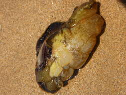 Image of banded sea hare