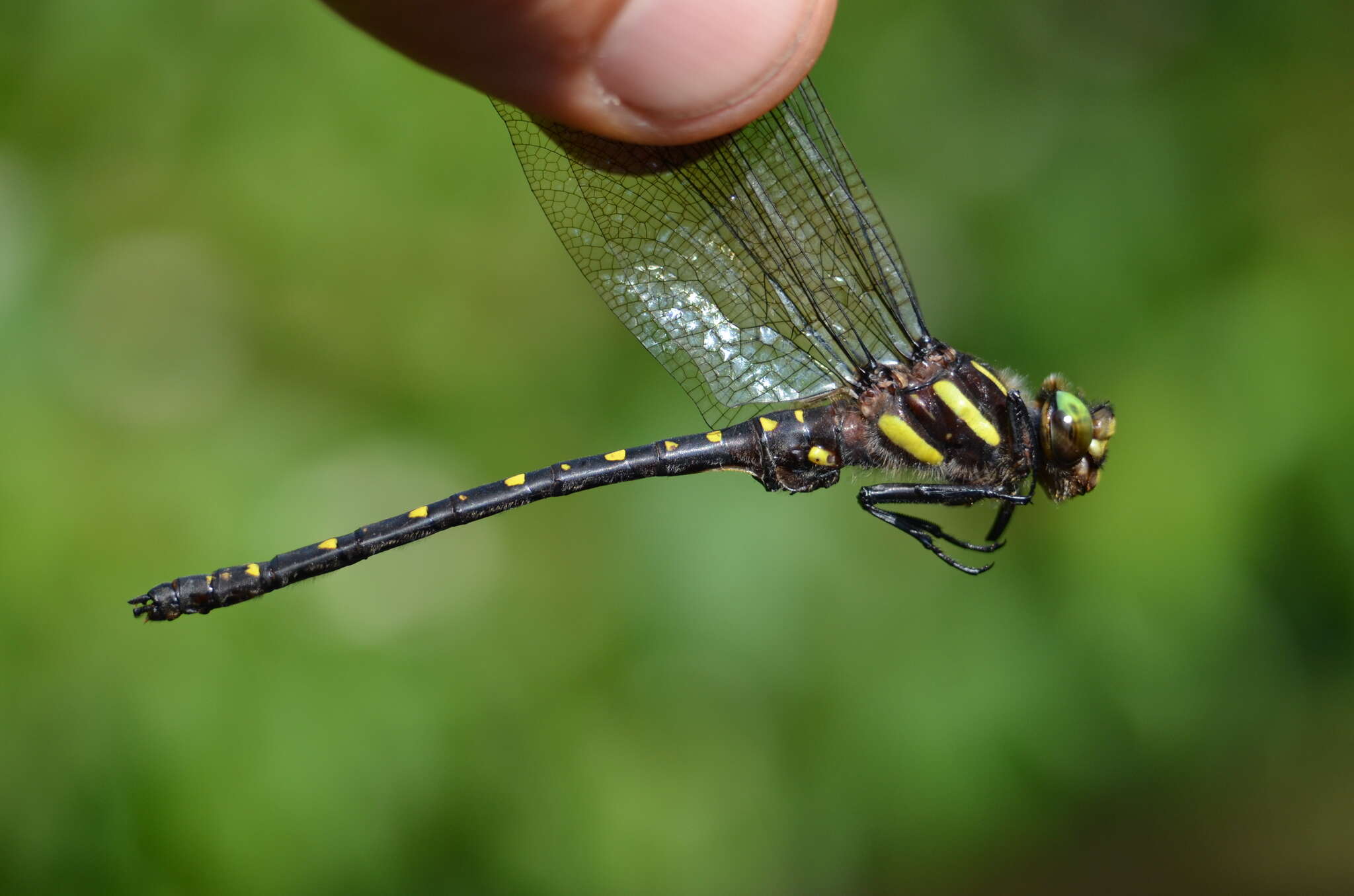 Imagem de Cordulegaster maculata Selys 1854