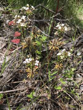 Image of Stylidium rhynchocarpum Sond.