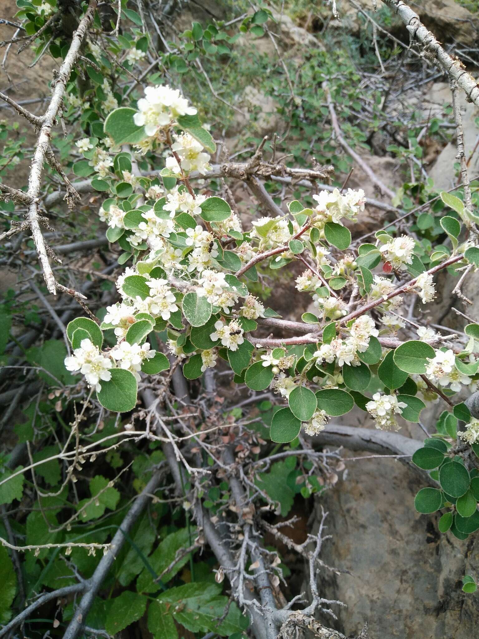 Imagem de Cotoneaster nummularius Fisch. & C. A. Meyer