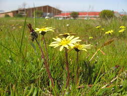 Imagem de Arctotheca forbesiana (DC.) Lewin