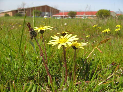 Image of Arctotheca forbesiana (DC.) Lewin