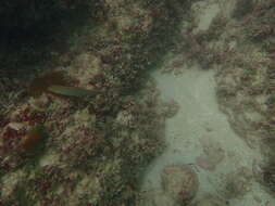 Image of Black-ear wrasse